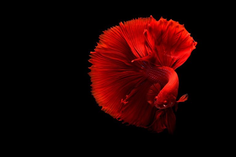 Iikan cupang