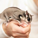 sugar glider