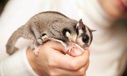 sugar glider