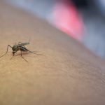 virus Zika
