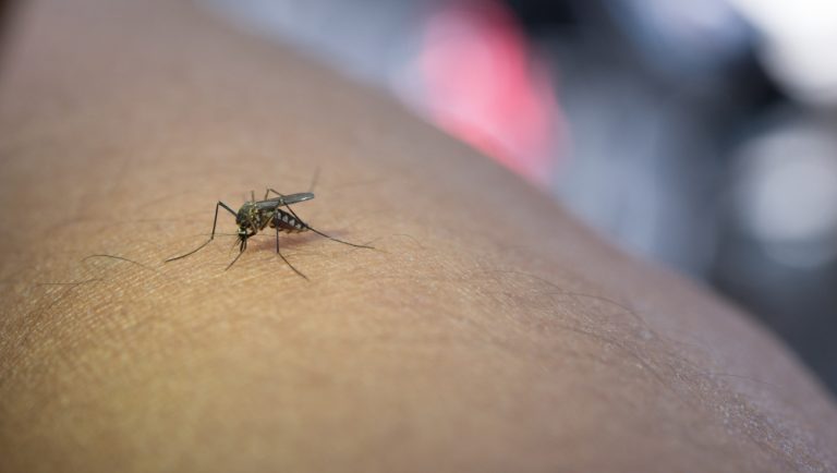 virus Zika