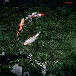 Bisnis ikan hias