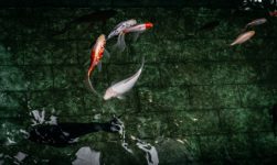 Bisnis ikan hias