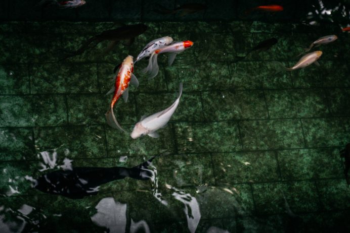Bisnis ikan hias