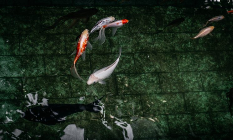 Bisnis ikan hias
