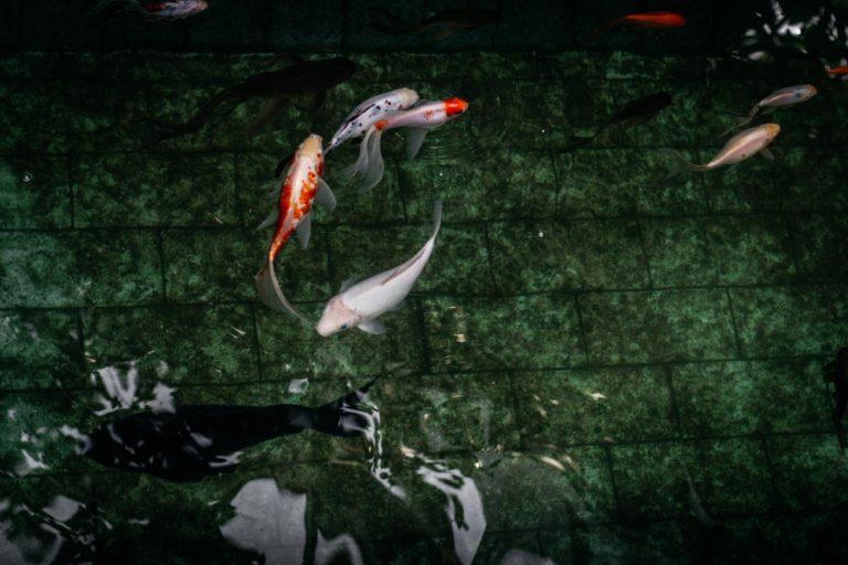 Bisnis ikan hias