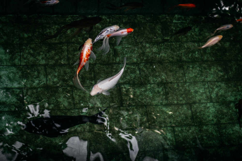 Bisnis ikan hias