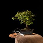 Bonsai