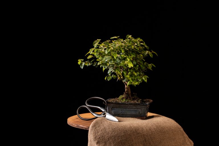 Bonsai