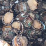 abalone
