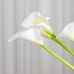Calla lily