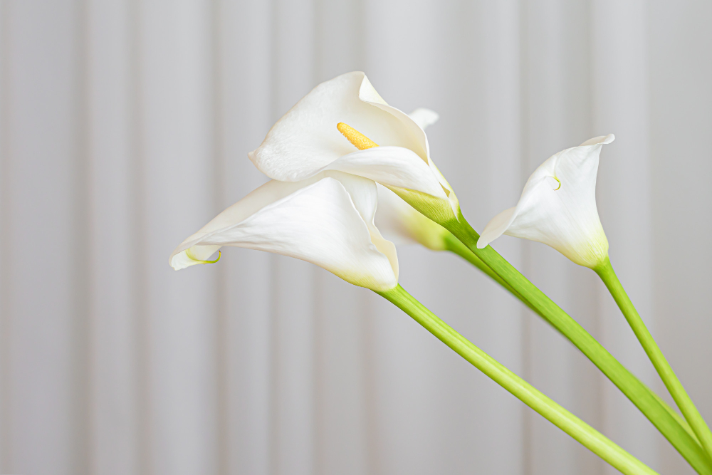 Calla lily