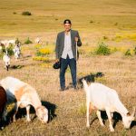 tips menggembala kambing