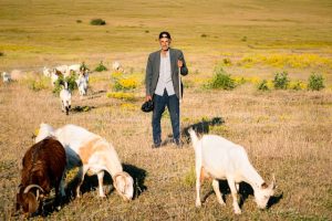 tips menggembala kambing